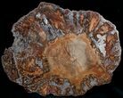 Araucaria Petrified Wood Slab - x #6785-3